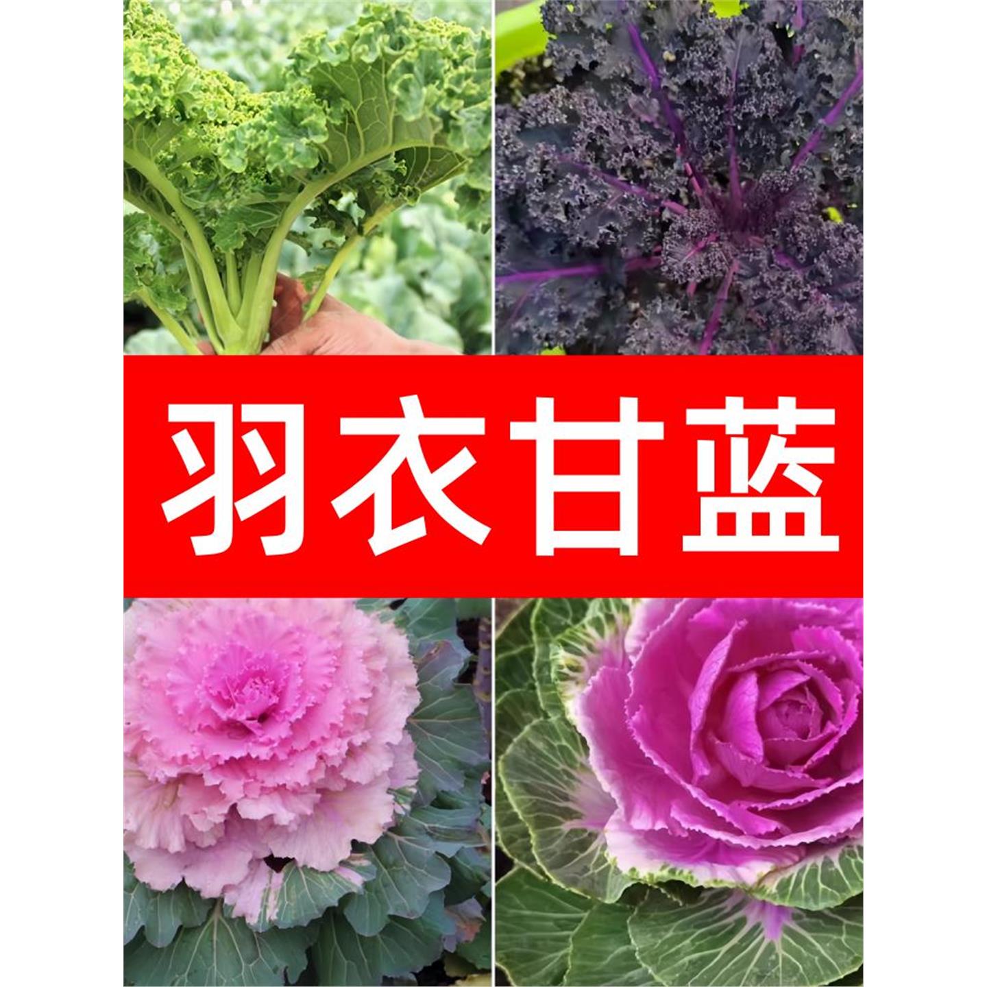 羽衣甘蓝种子籽紫色绿食用