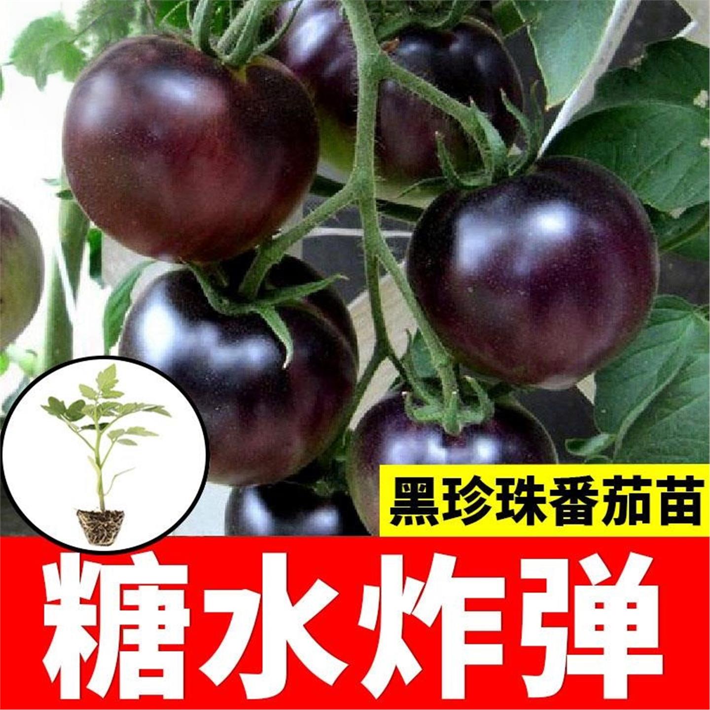 糖水炸弹黑珍珠黑番茄苗秧种子孑种籽小西红柿西黑柿秧苗蕃茄苗树