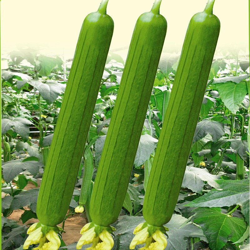 新品008高产丝瓜种子长籽