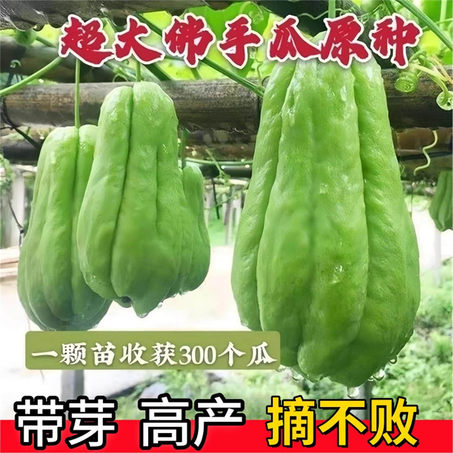 佛手瓜苗秧种带芽子籽孑白