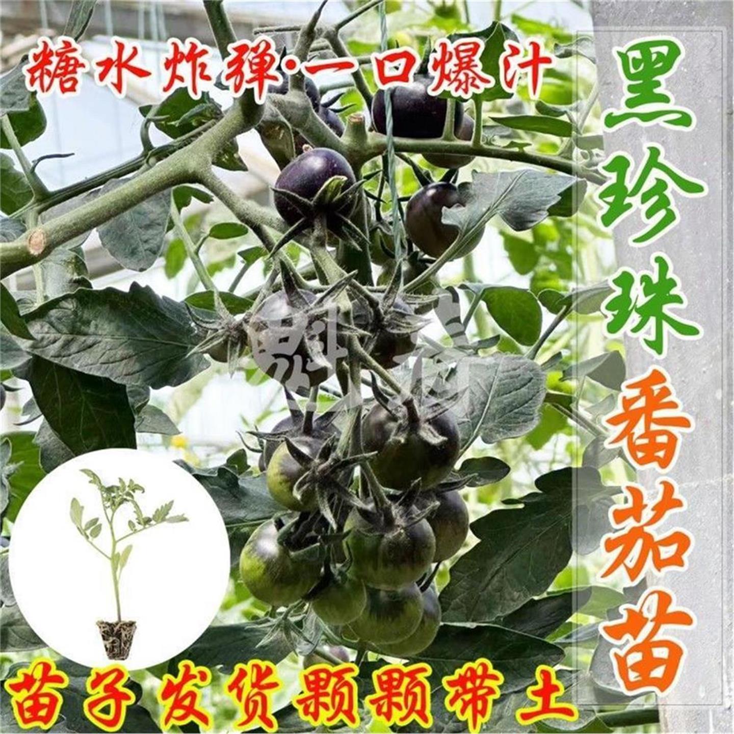 黑骑士樱桃番茄种苗四季西