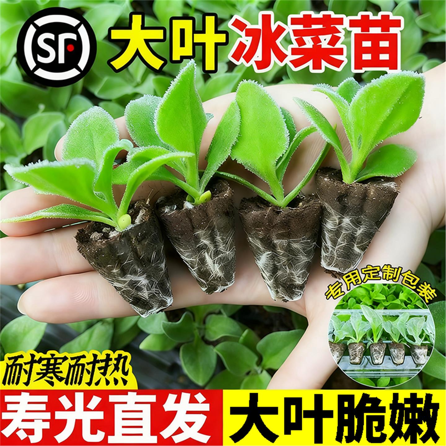 超大冰粒正宗水晶菜苗秧带