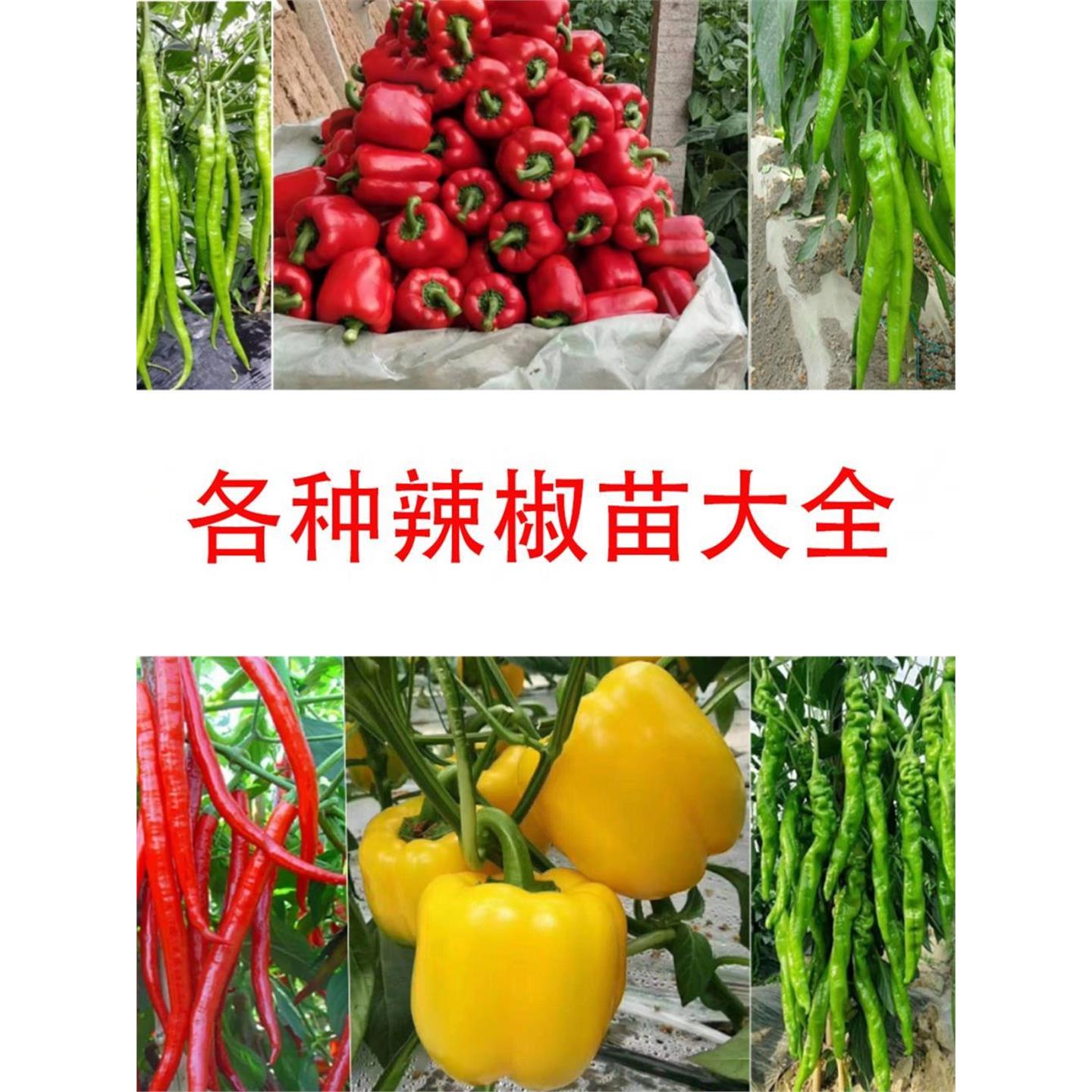 青椒太空螺丝朝天彩甜羊线