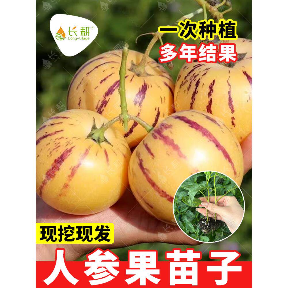 奶香人参果苗秧子春秋四季
