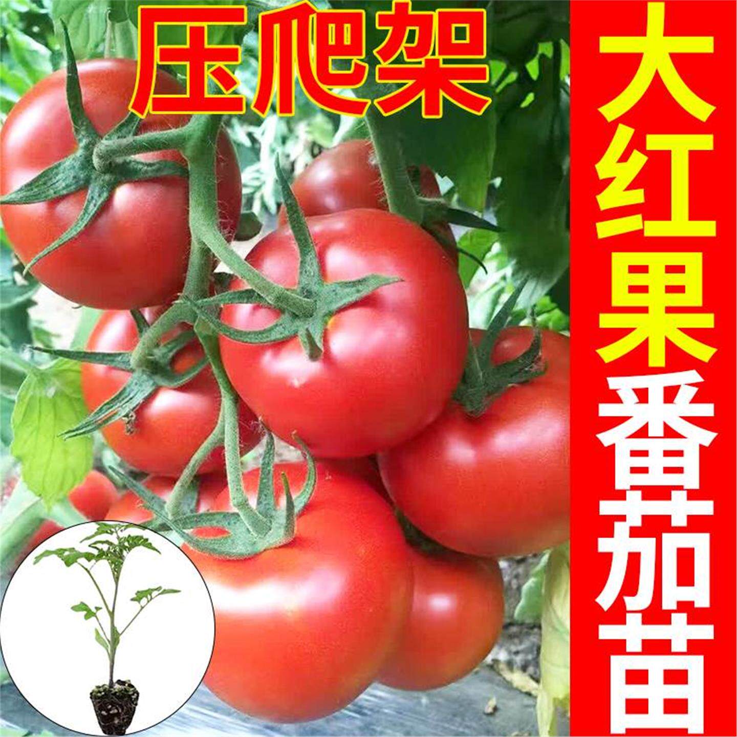 大红色水果番茄秧苗普罗旺
