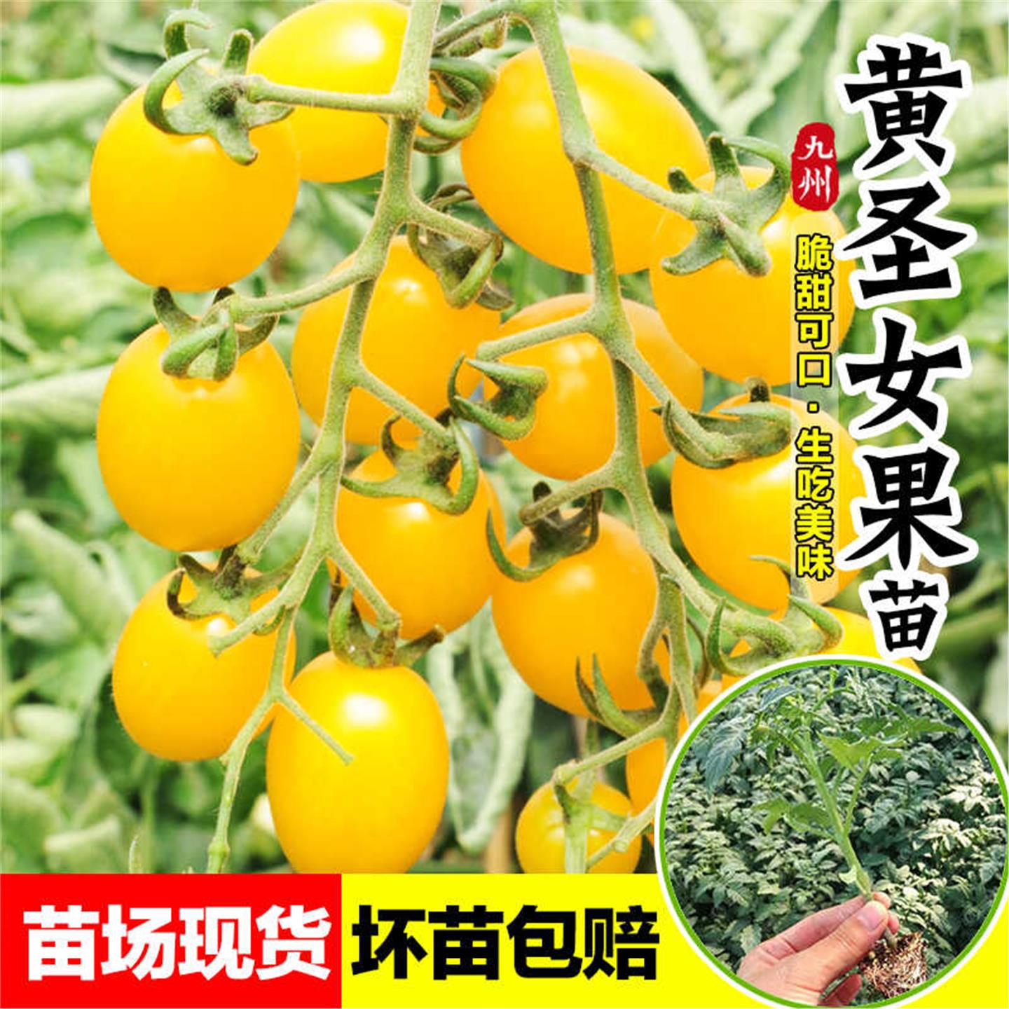 脆甜黄圣女果苗秧千禧樱桃