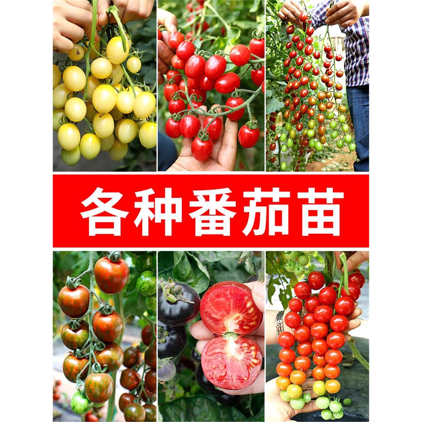西红柿种籽千禧圣女果子矮图片
