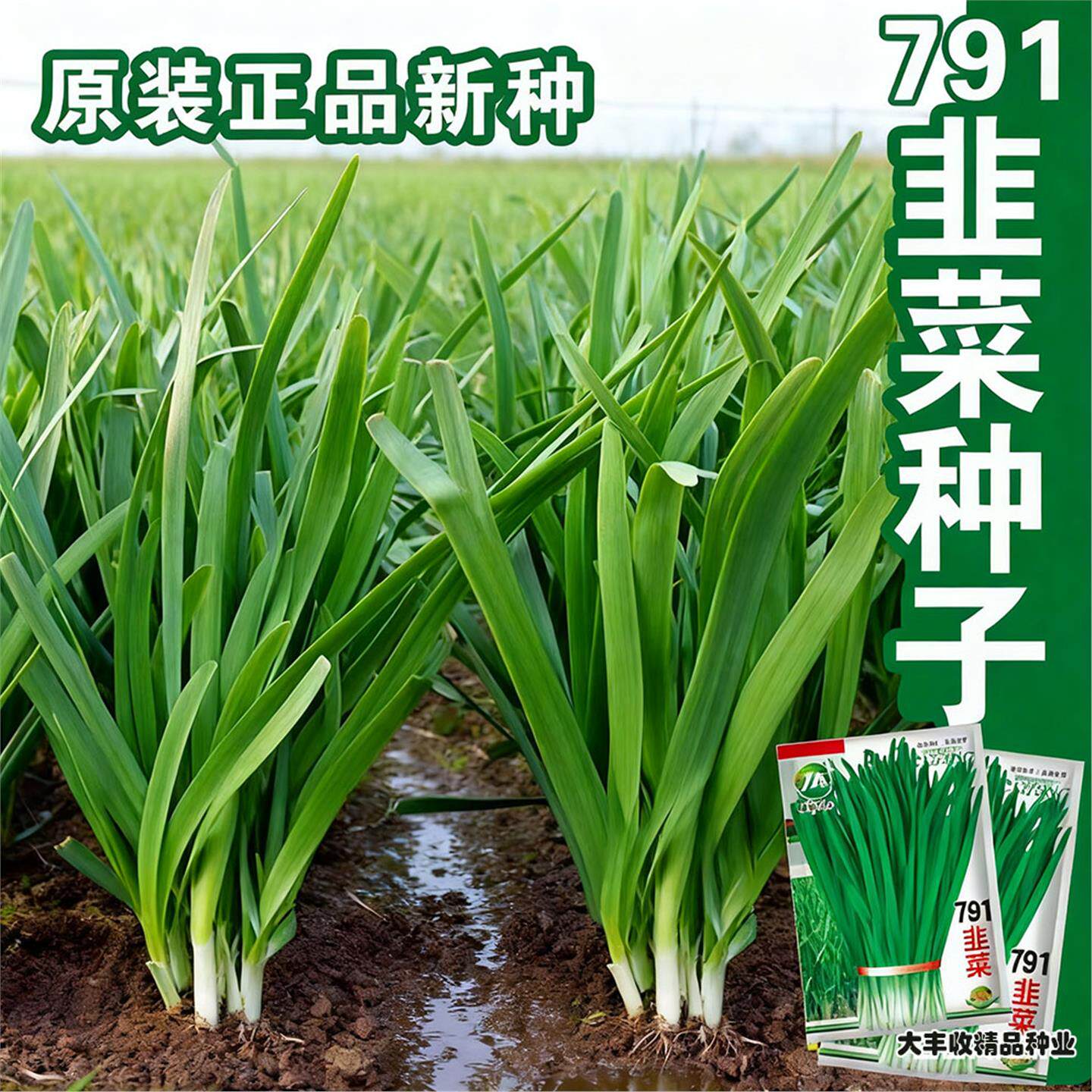 791宽叶韭菜种子雪韭菜籽根四季不休眠阳台盆栽种植耐热寒蔬菜种