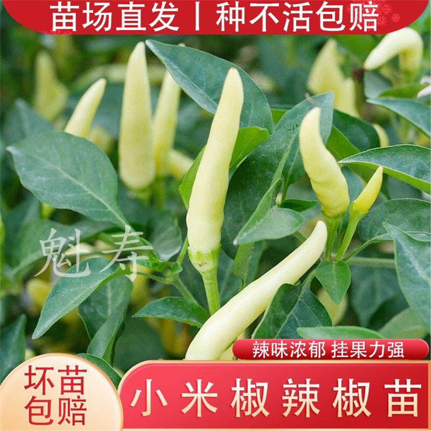 超辣正宗白玉小米椒秧苗高