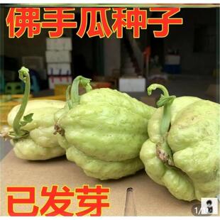 农家种植佛手瓜种带芽种瓜苗种植老瓜种子合掌瓜扶手瓜土耳其瓜