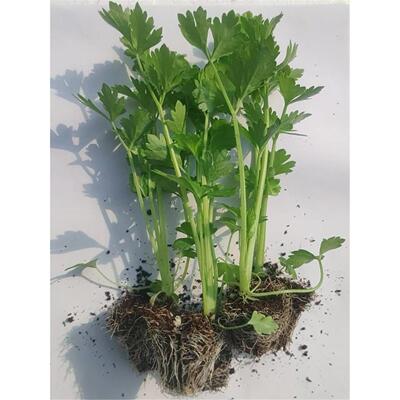 大西芹种苗根皇后菜籽孑四