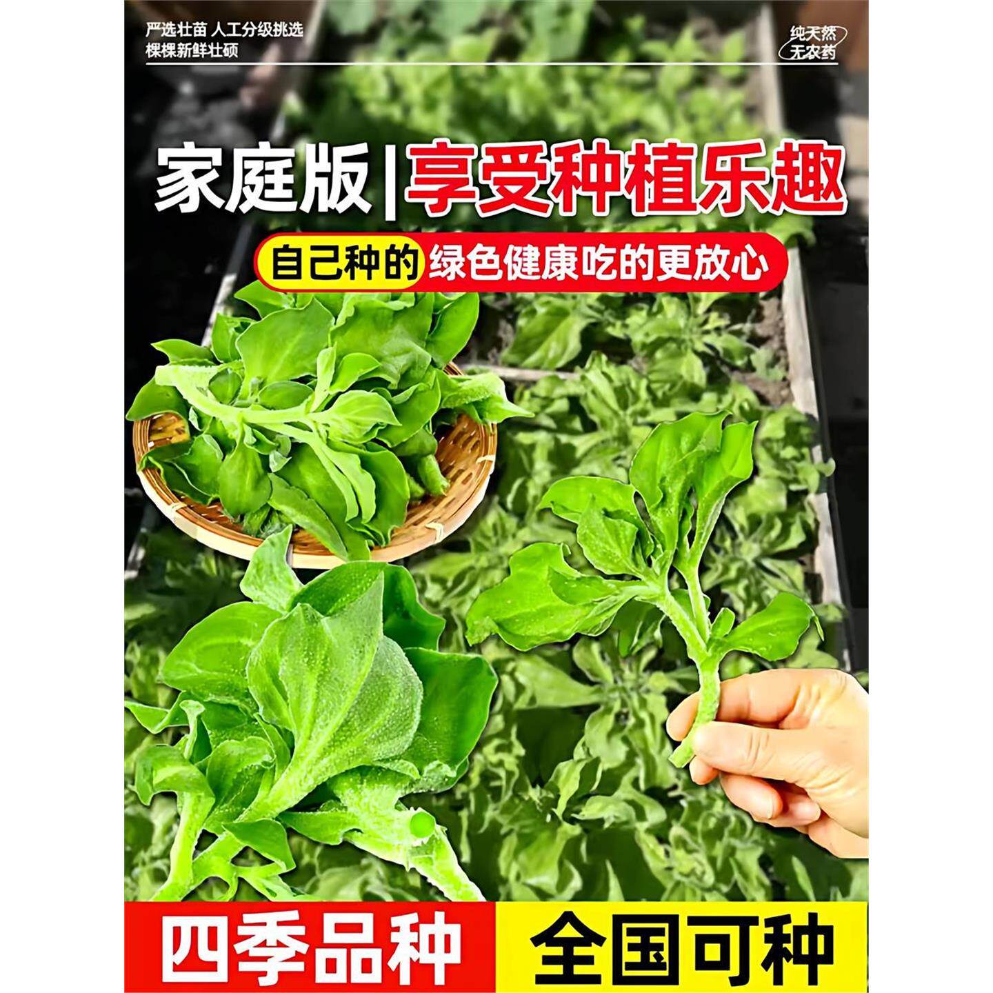 大叶水晶冰菜带土苗秧高产盆栽蔬菜种苗冰草幼苗持续采收四季阳台