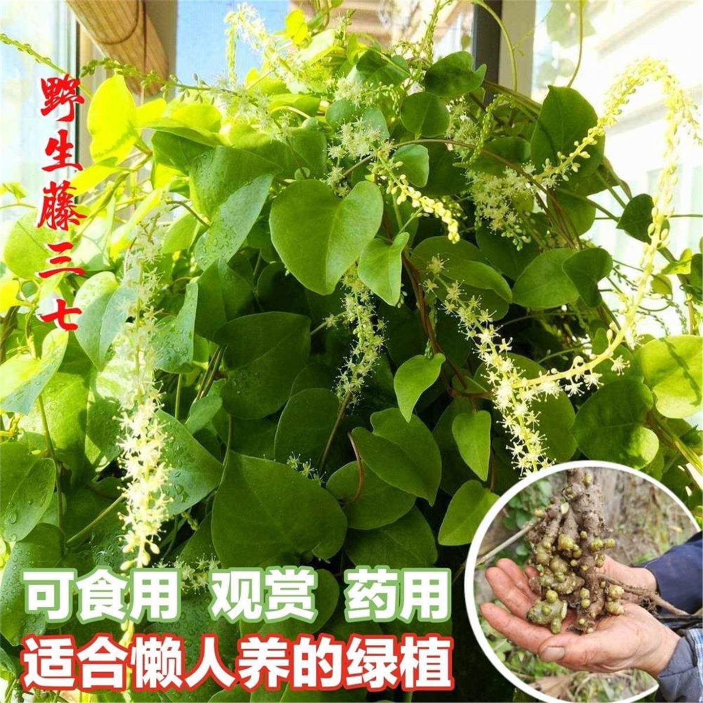 野生藤三七植物苗盆栽食用药用田七种苗种子根茎庭院阳台爬藤绿植