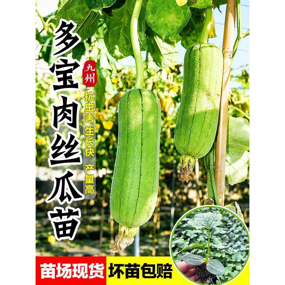短棒丝瓜苗大肉种子春夏秋