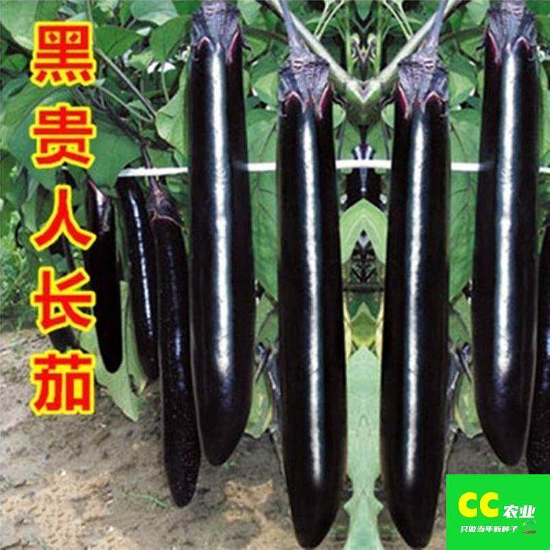 紫黑长茄种子色四季高产蔬