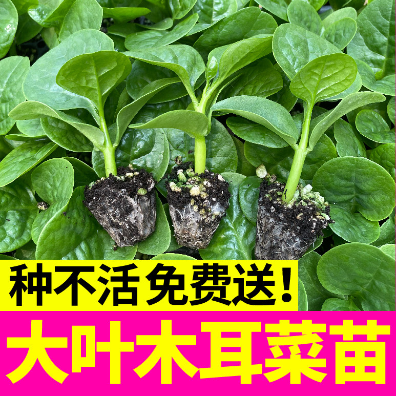 山东寿光大叶圆叶木耳菜秧苗幼苗豆腐菜种子高钙蔬菜四季盆栽四季