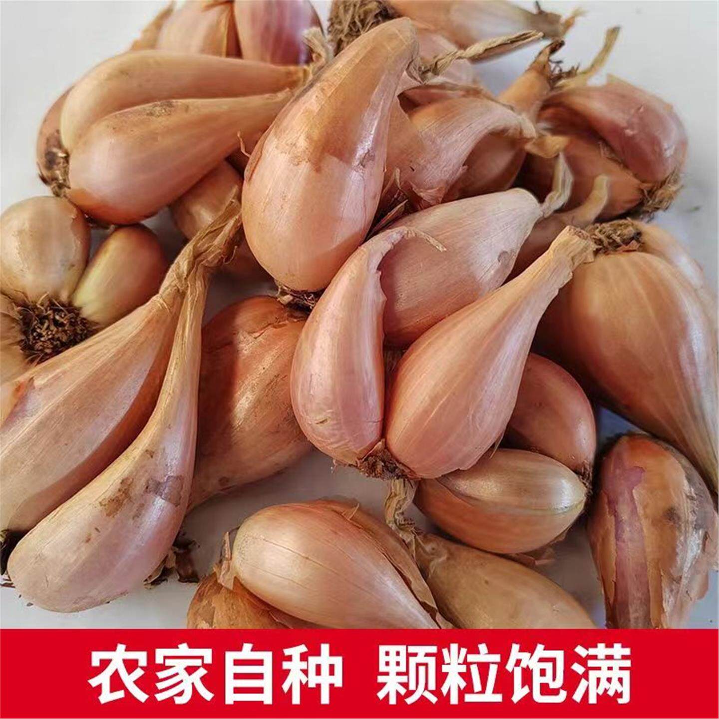 四川农家新鲜红葱头季小香