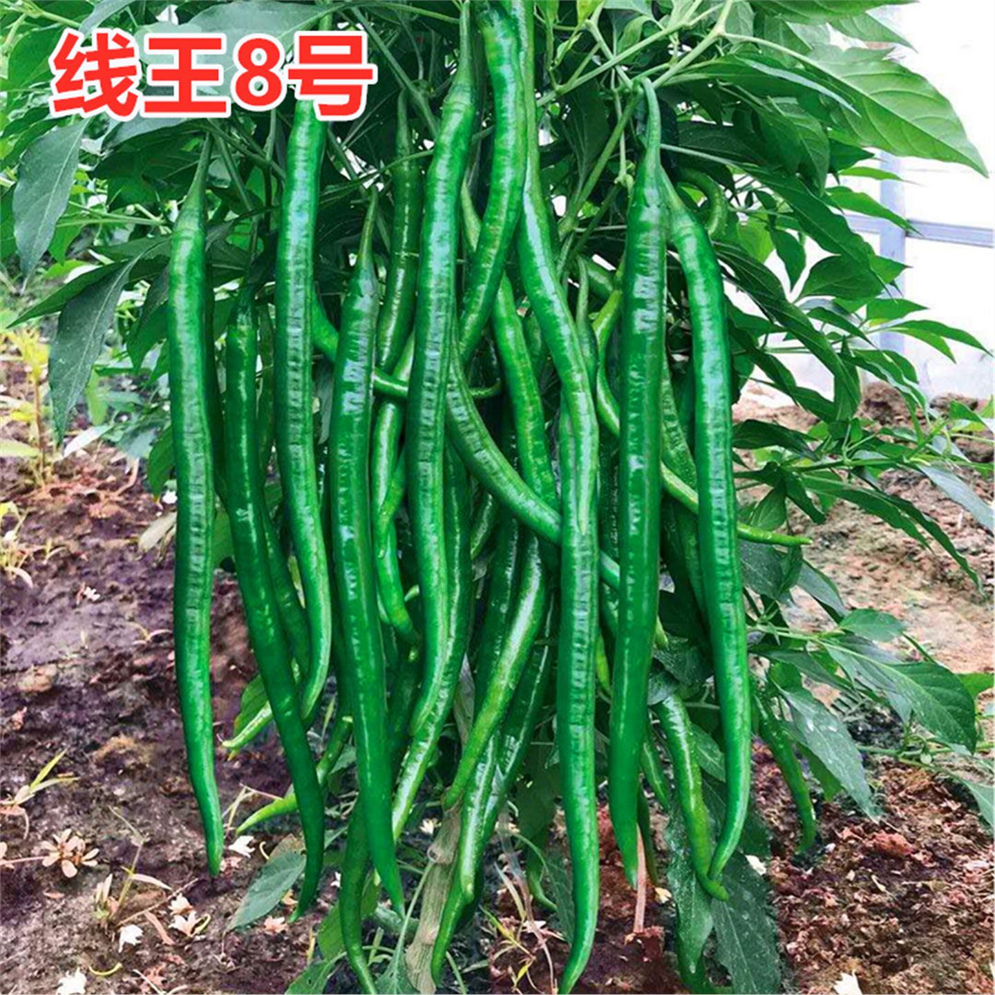 线椒种子辣苗深绿色黑长籽