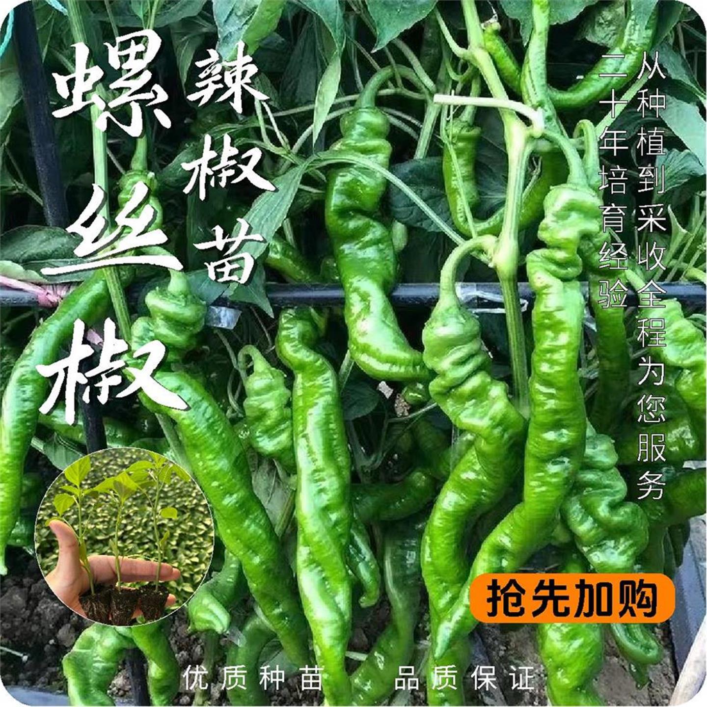 螺丝椒种子蔬菜薄皮青四季