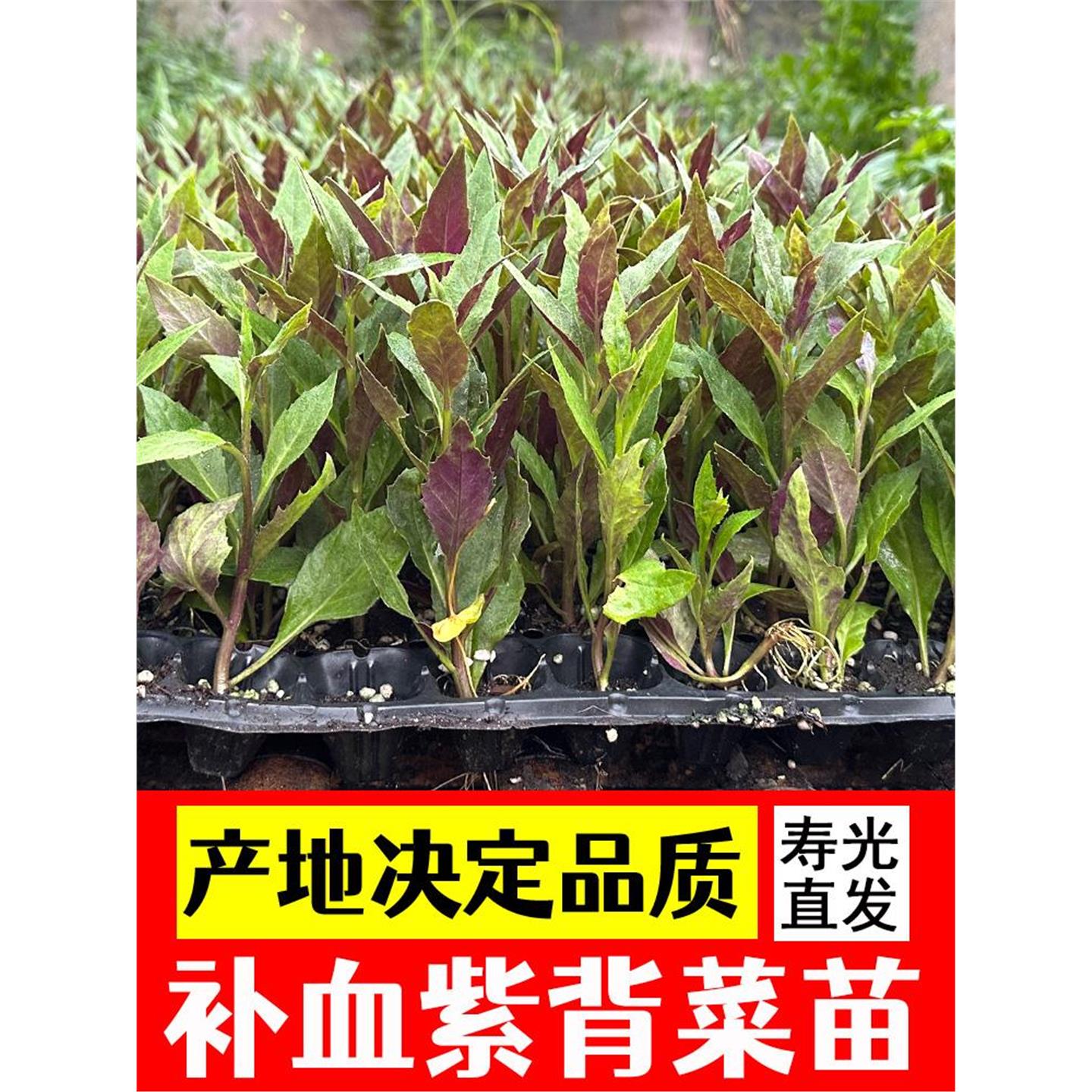 紫背天葵苗四季盆栽菜秧观