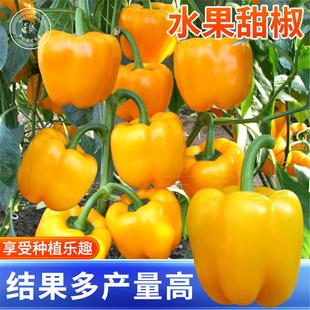 黄色水果甜椒种子红青椒方椒种籽辣椒彩椒春季盆栽南方蔬菜苗秧孑