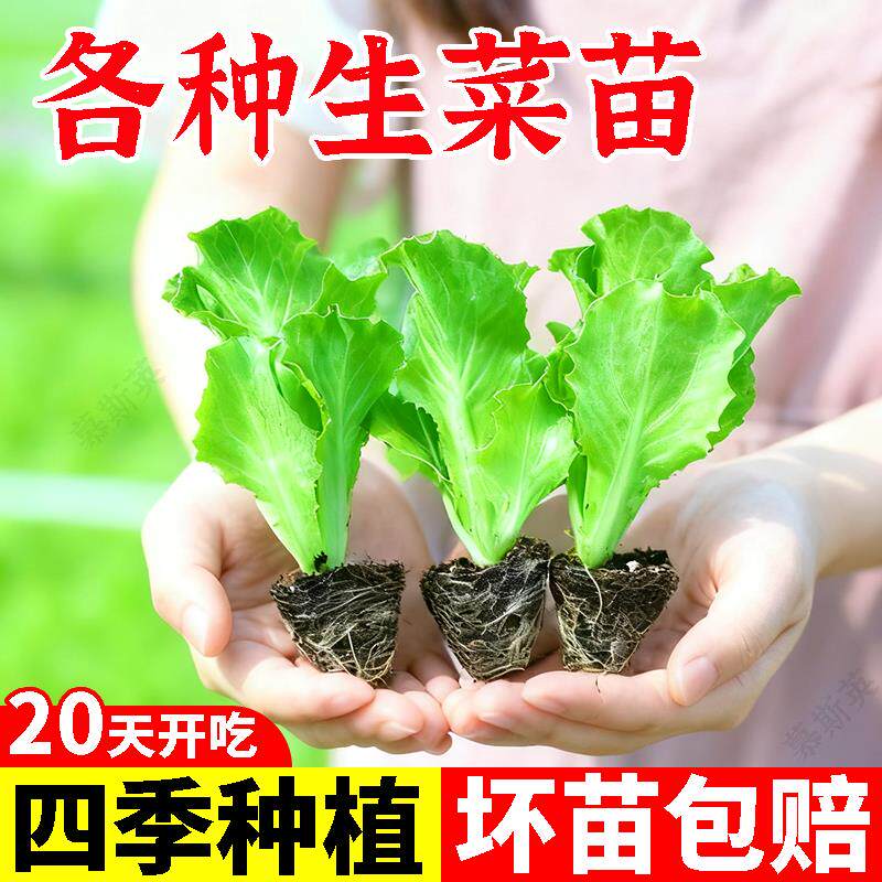 奶油生菜苗秧带土秋冬耐寒