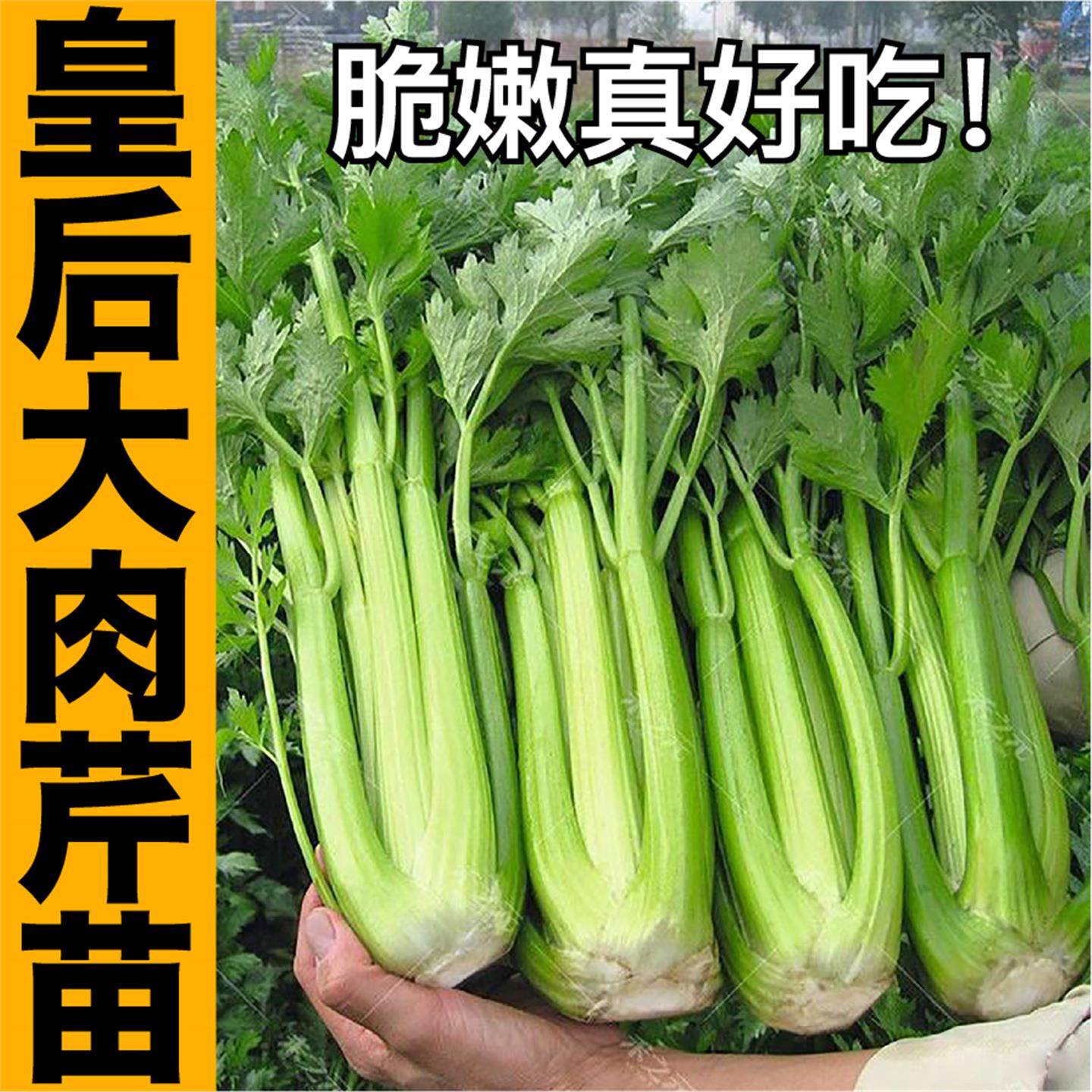 皇后大肉芹菜苗秧种子春秋