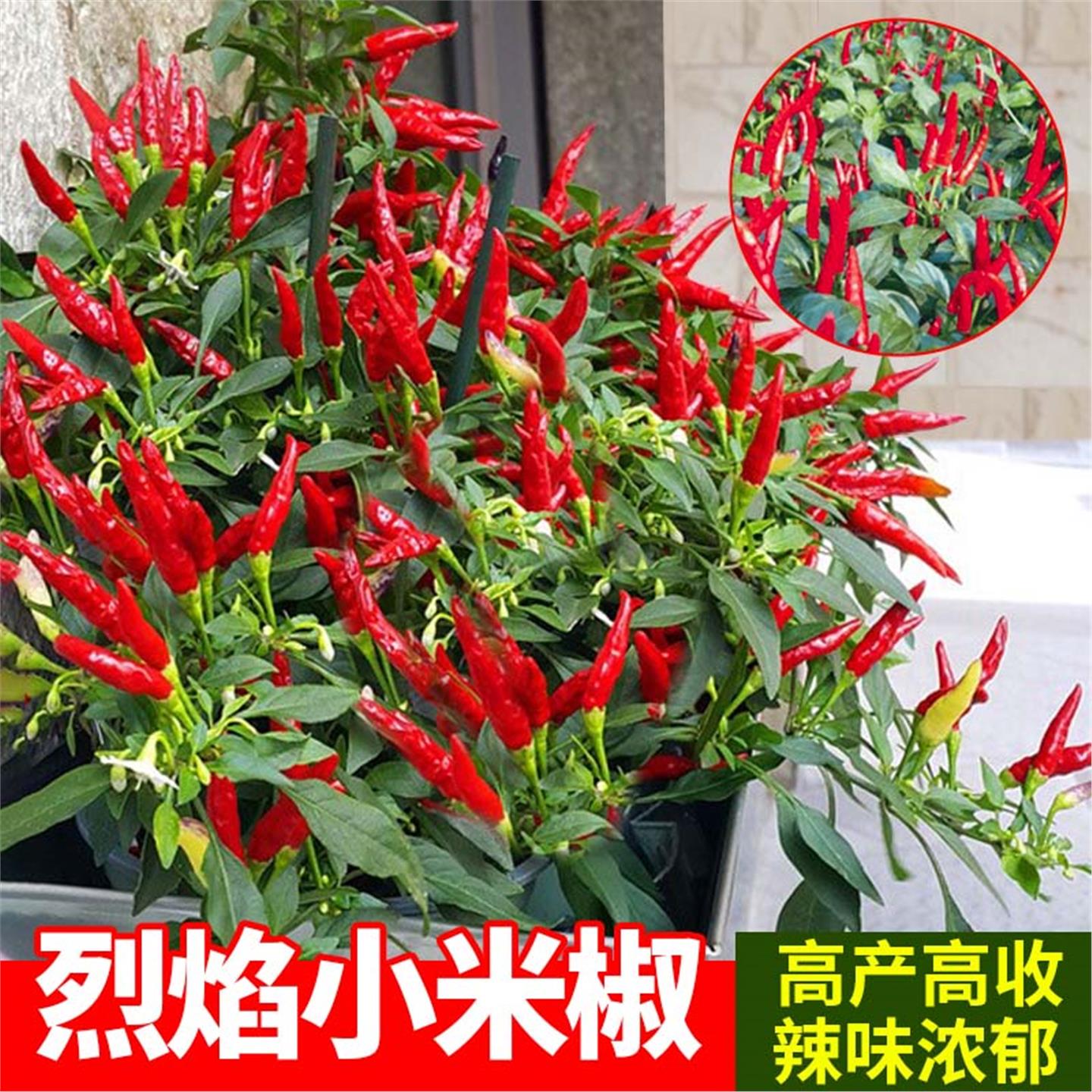 红白小米辣椒苗特盆栽七彩