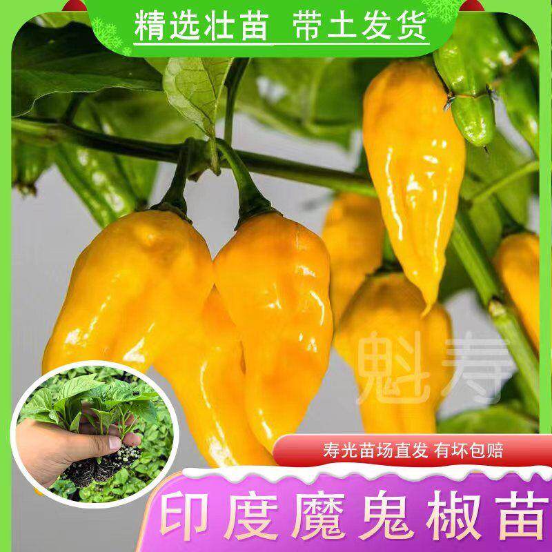 巨辣变态断魂椒魔鬼秧苗爆