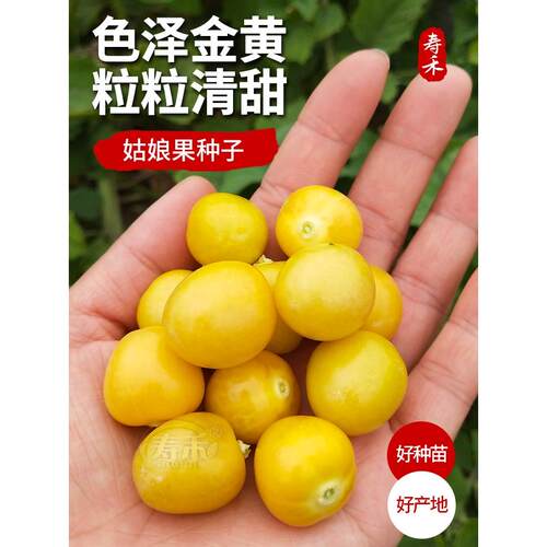 东北姑娘果灯笼种子籽红甜