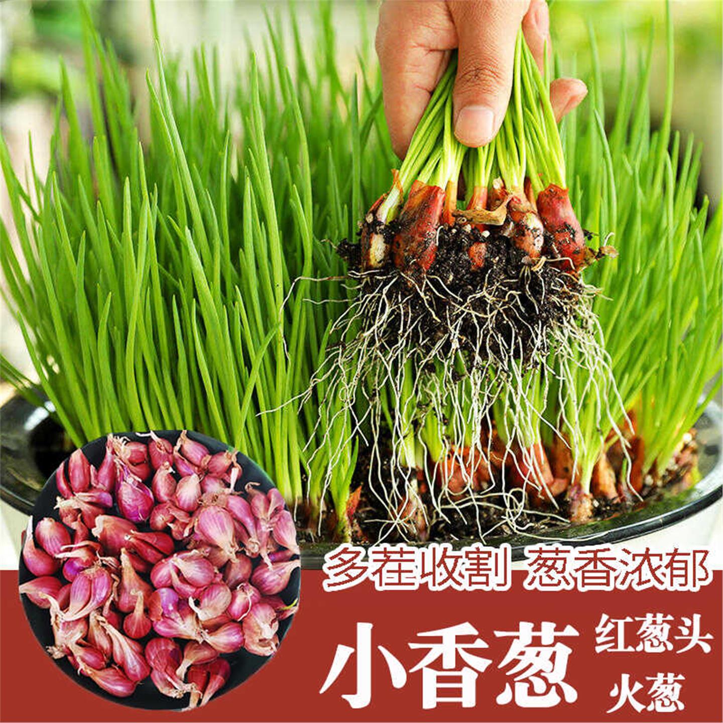 四季小香葱种子红头籽盆栽