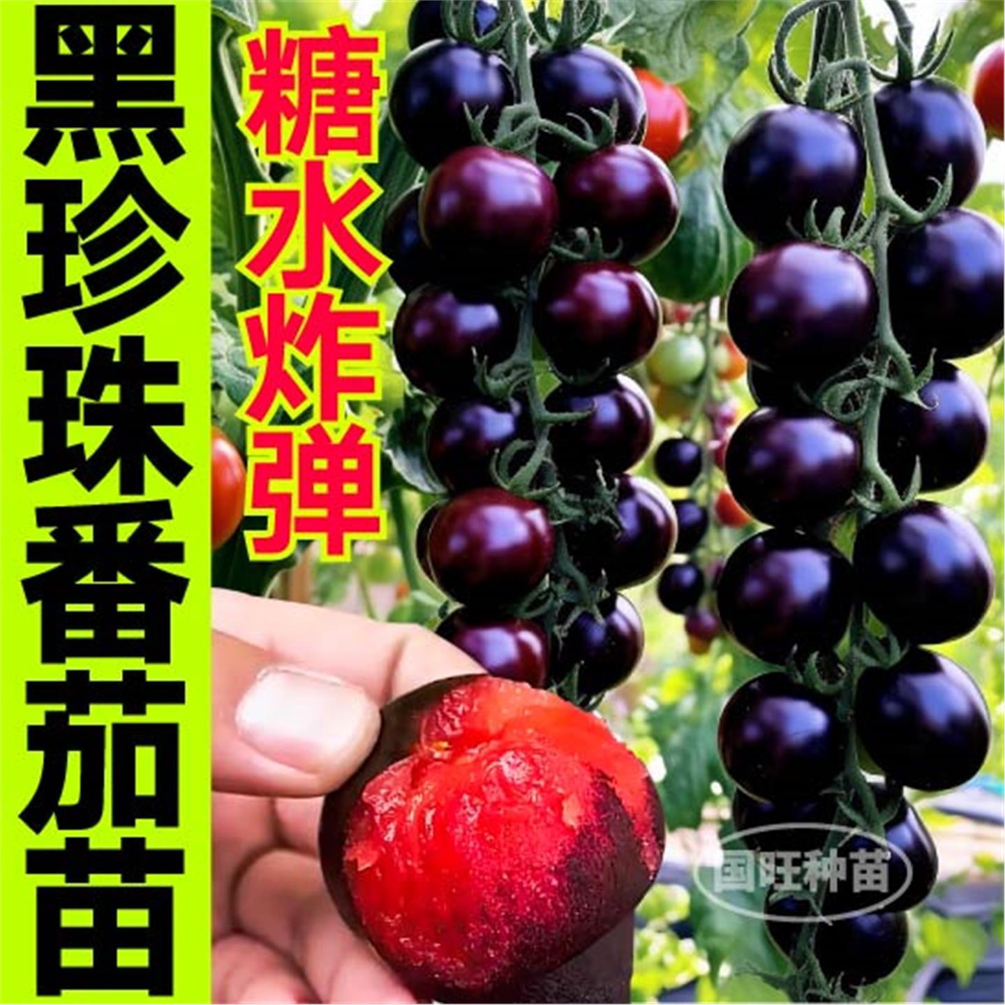 黑珍珠番茄苗秧超甜宝石种