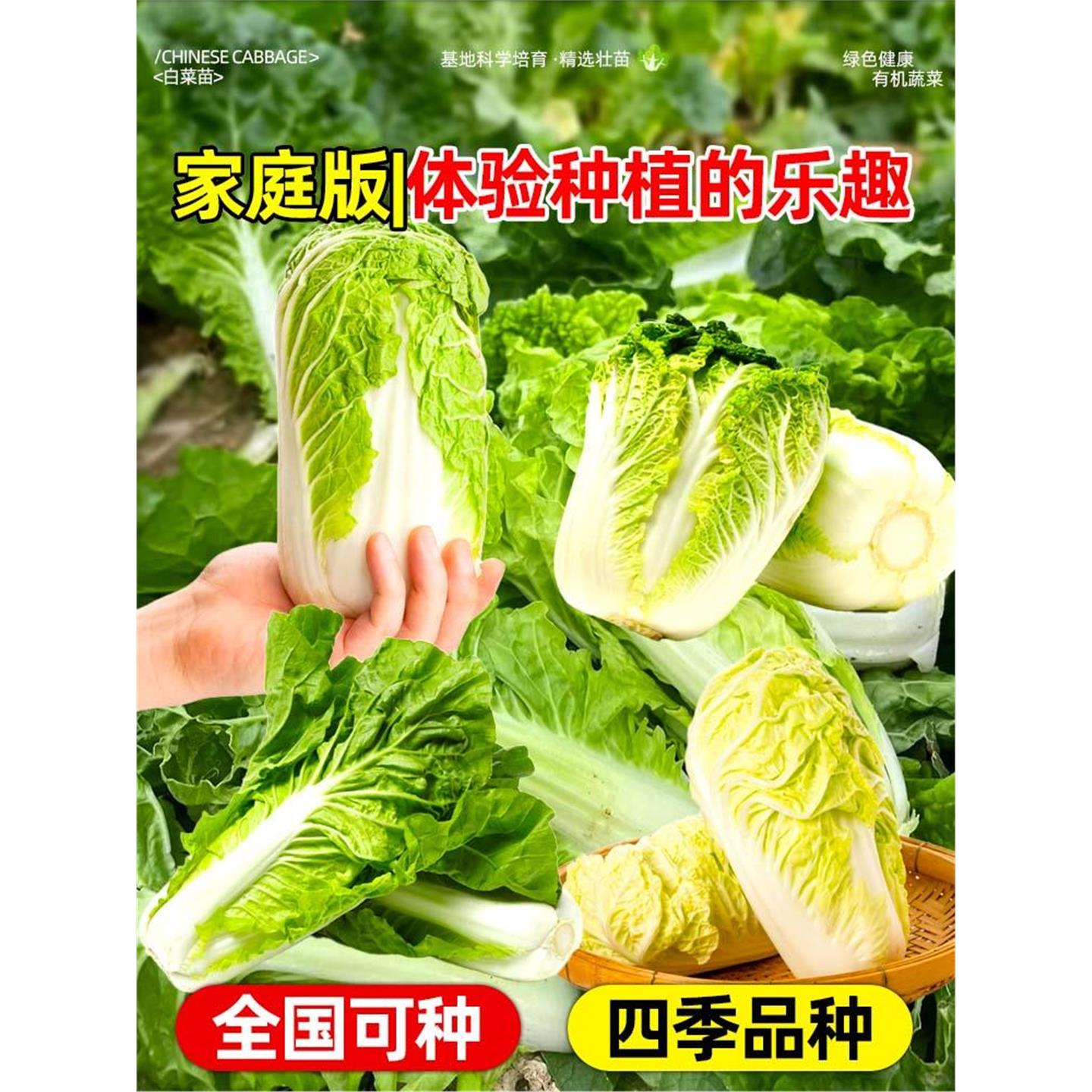 黄心大白菜苗秧四季娃小圆