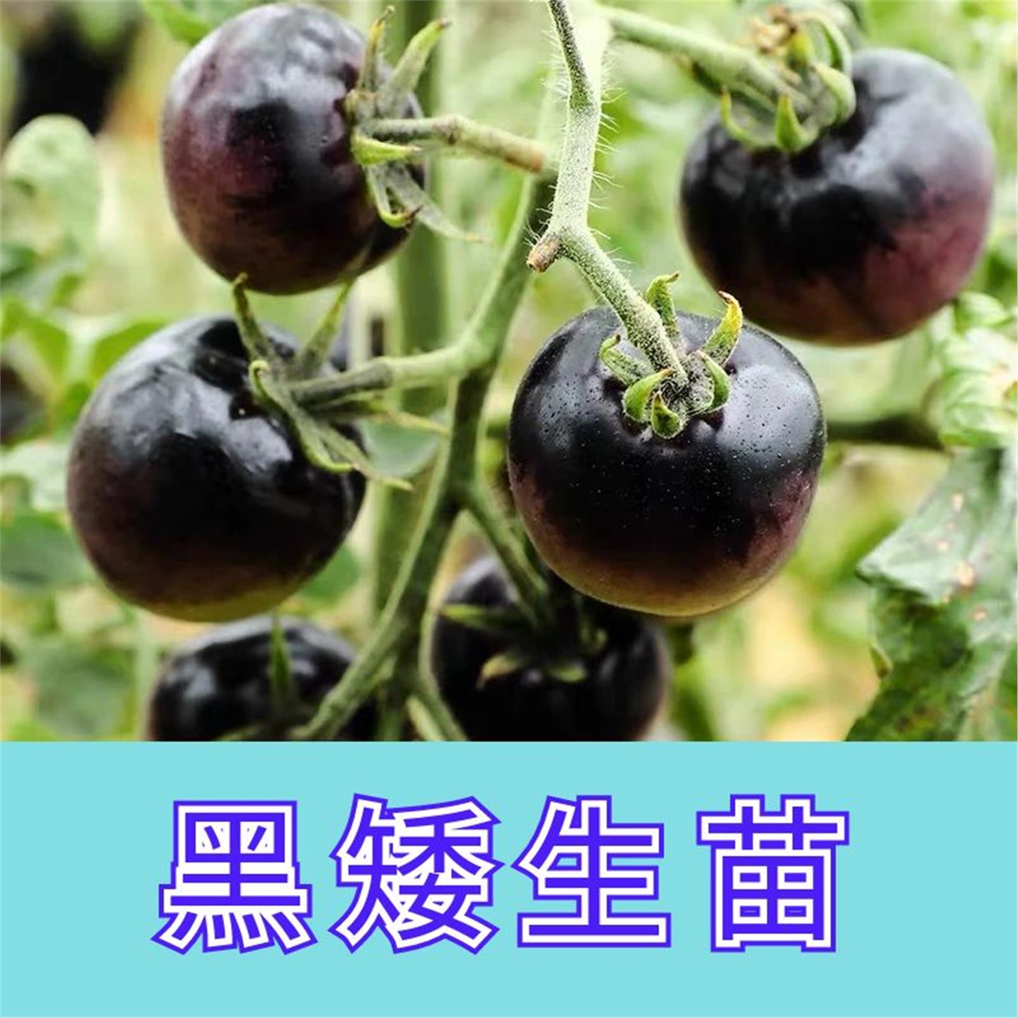 糖水黑番茄苗秧矮生珍珠宝图片