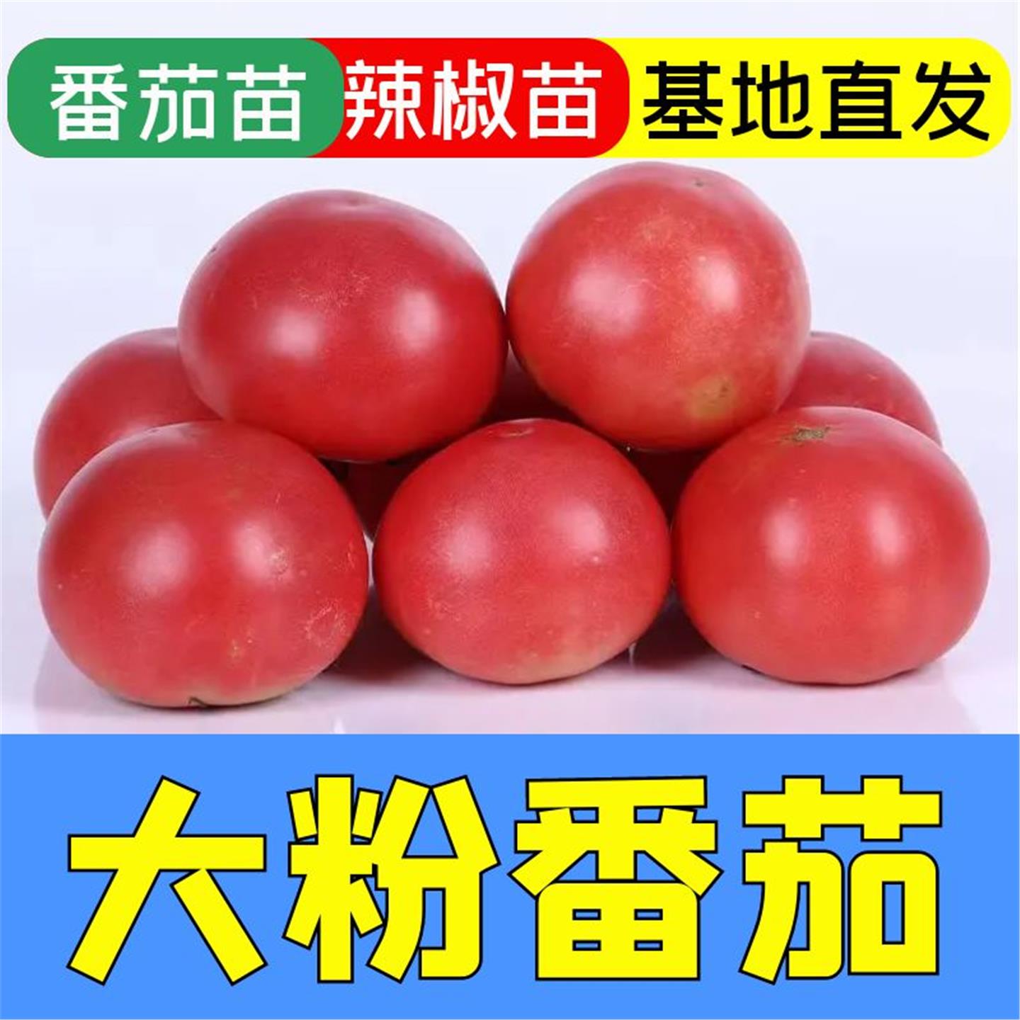 毛粉802番茄苗子高秧大果
