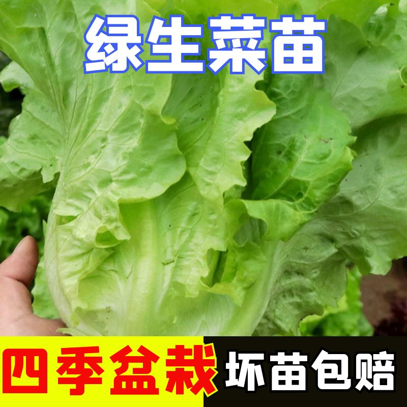 正宗生菜苗子美国大速生菜