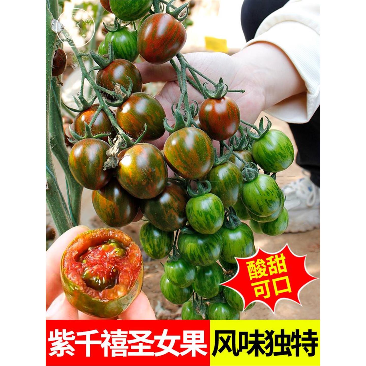 紫千禧番茄种子籽苗色圣女