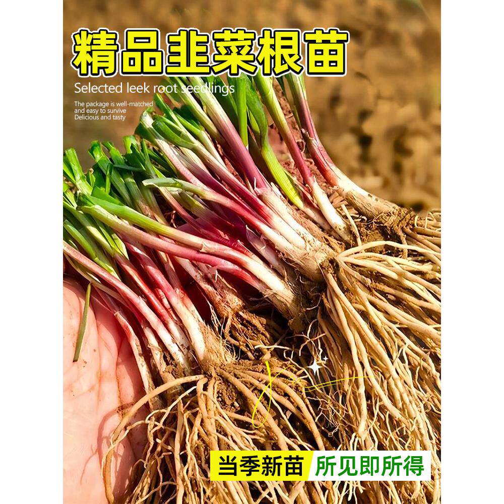 韭菜根苗紫红大叶宽四季可