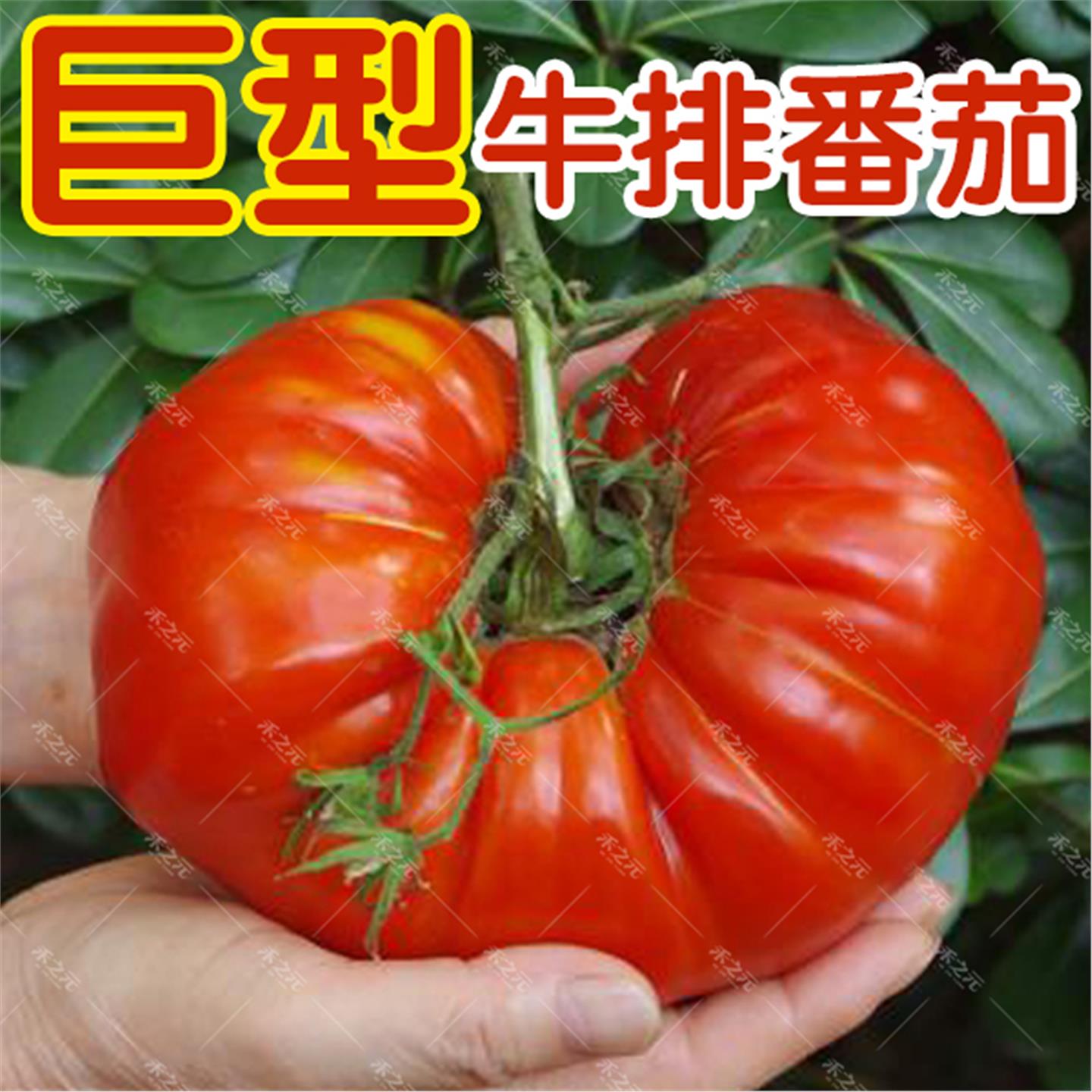 牛排番茄种子四季巨型超大
