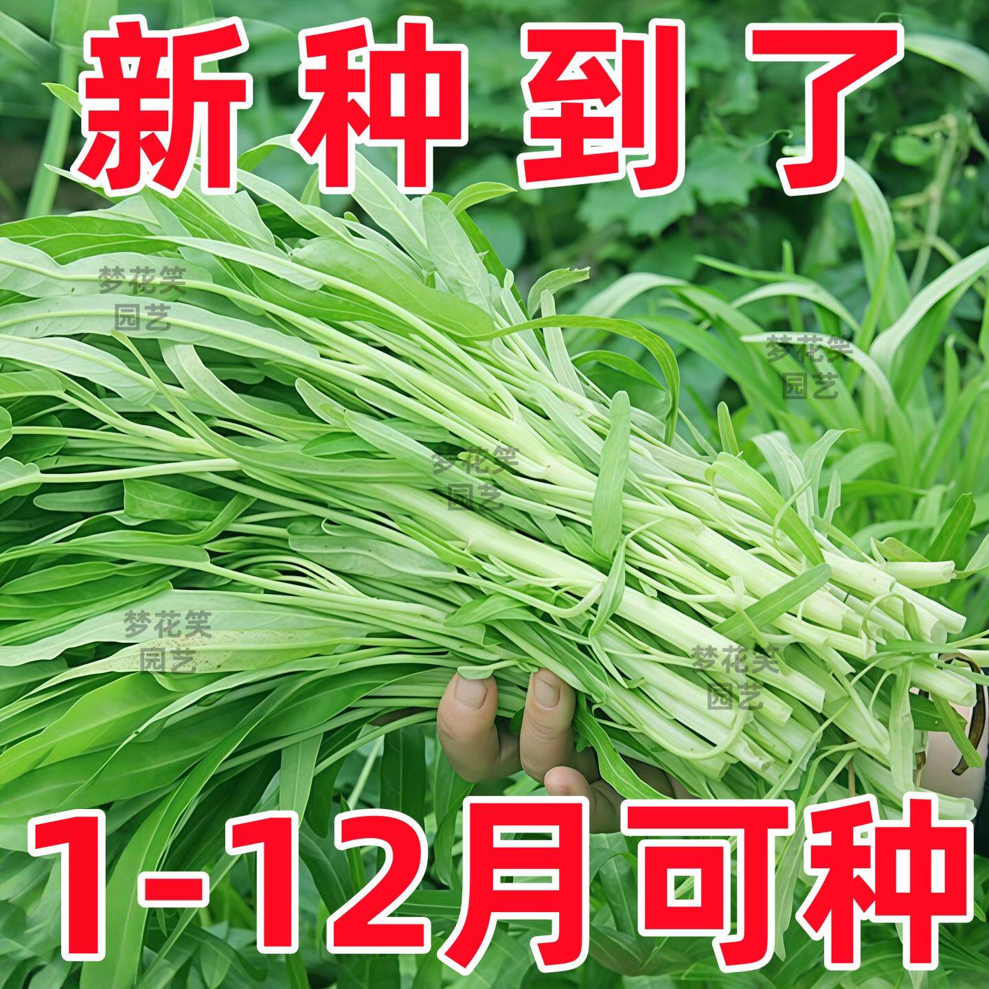 白杆柳叶空心菜种子梗通籽