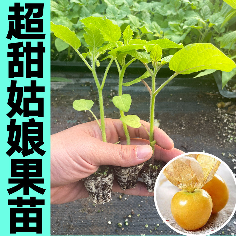 山东寿光大果金菇娘苗秧带