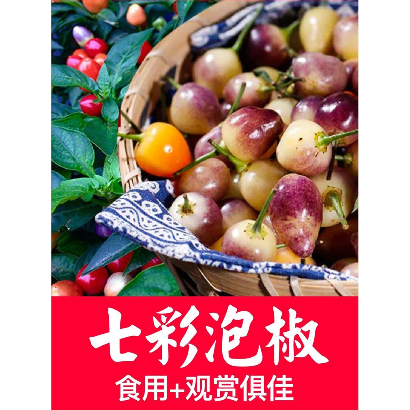 七彩泡椒辣种籽苗五多小朝