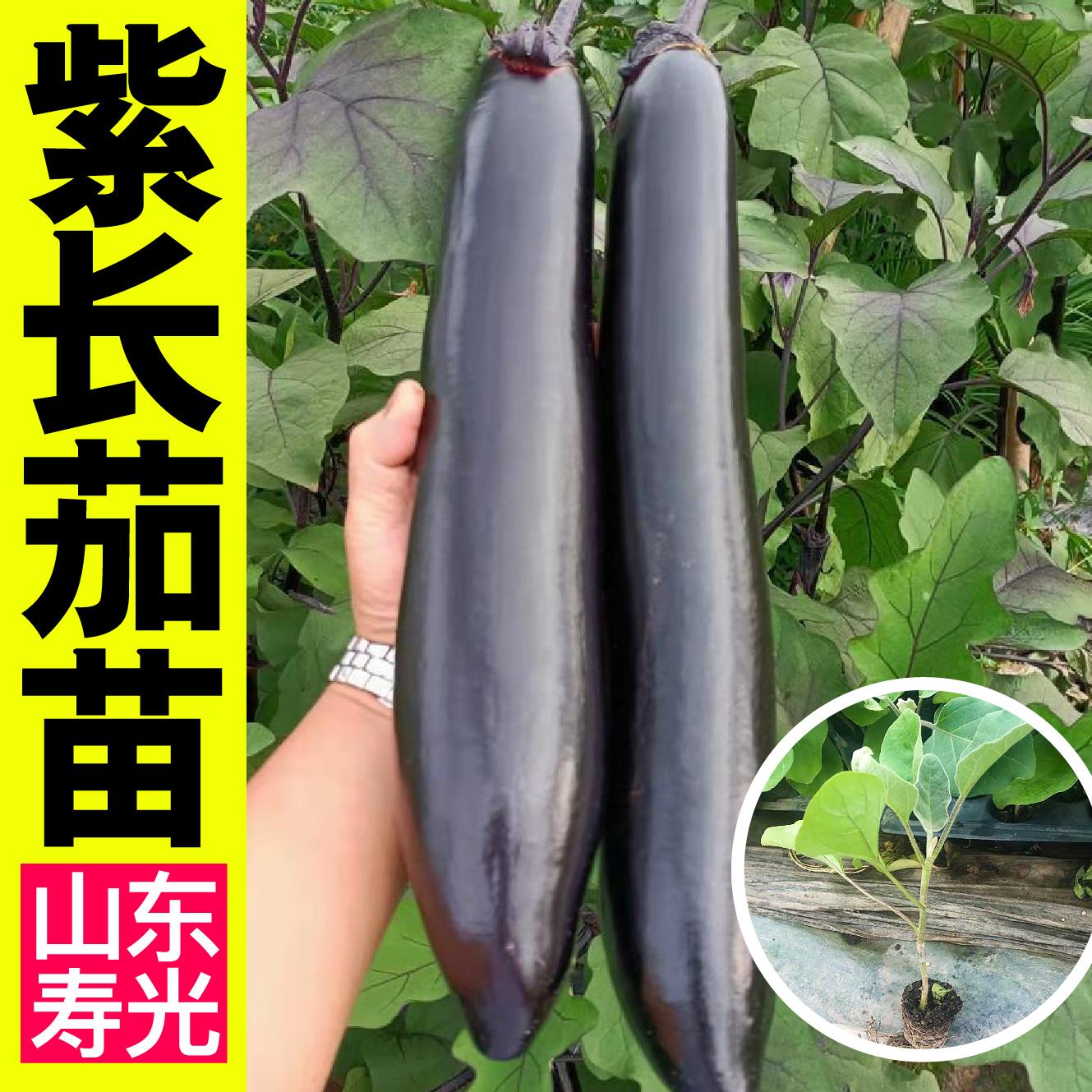 寿光紫色长茄子苗秧种籽春