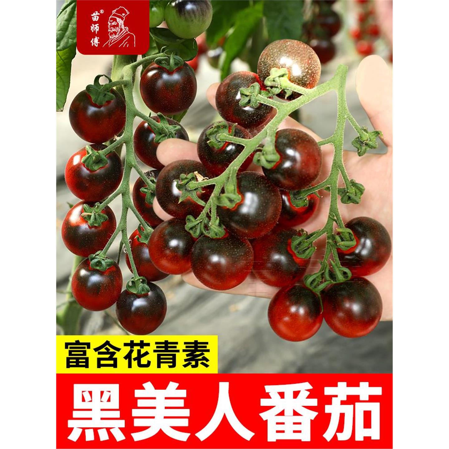 黑美人番茄种子小珍珠苗秧