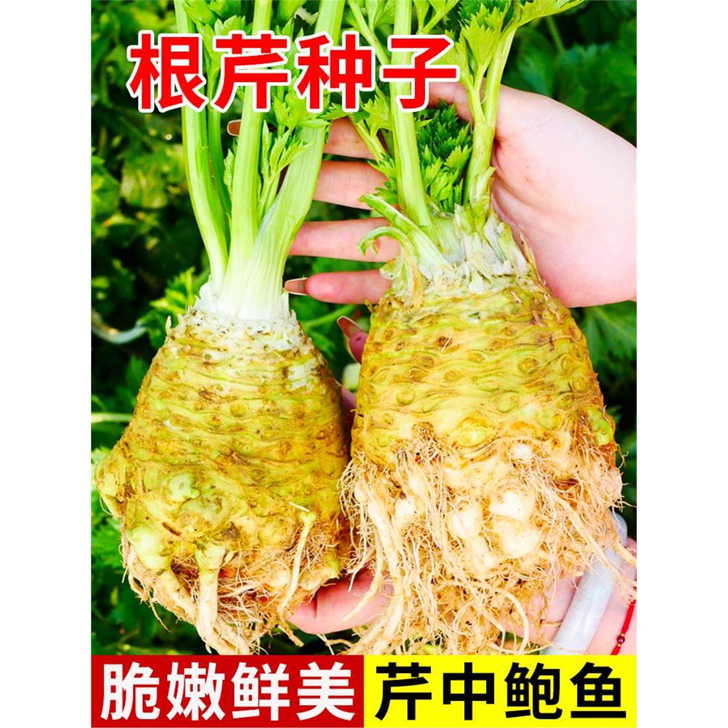 根芹种子苗比久百联结球芹菜种籽蔬菜盆栽青菜籽种四季阳台孑秧苗