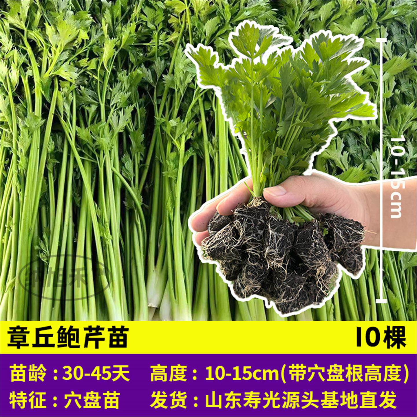 高产鲍芹皇后西芹秧苗带土球大肉实心芹菜种子寿光四季阳台盆栽苗