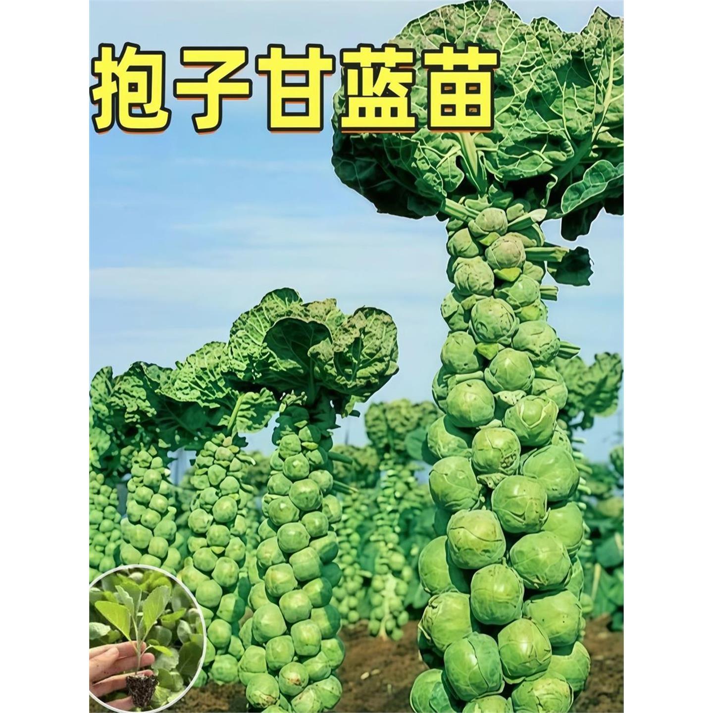 孢子甘蓝苗秧牛心抱种包菜