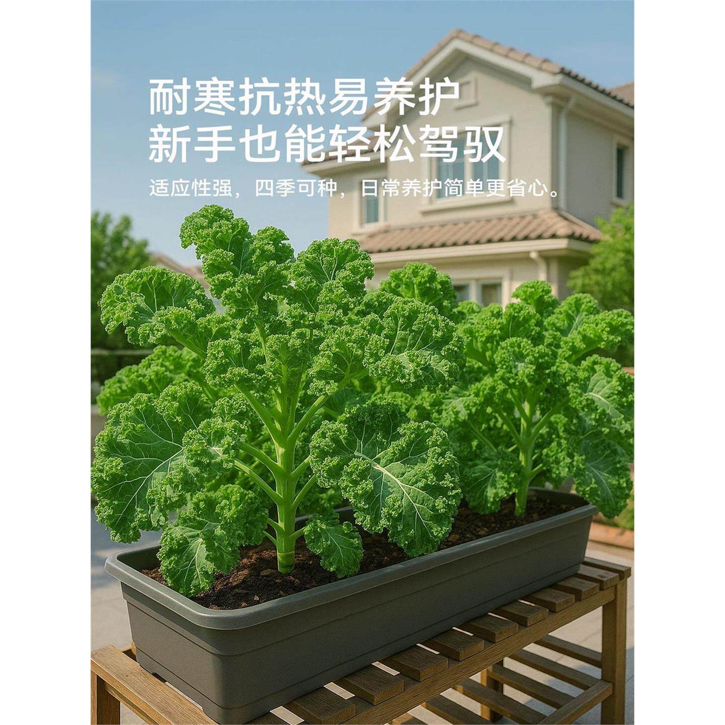 四季可食用绿羽衣甘蓝苗紫