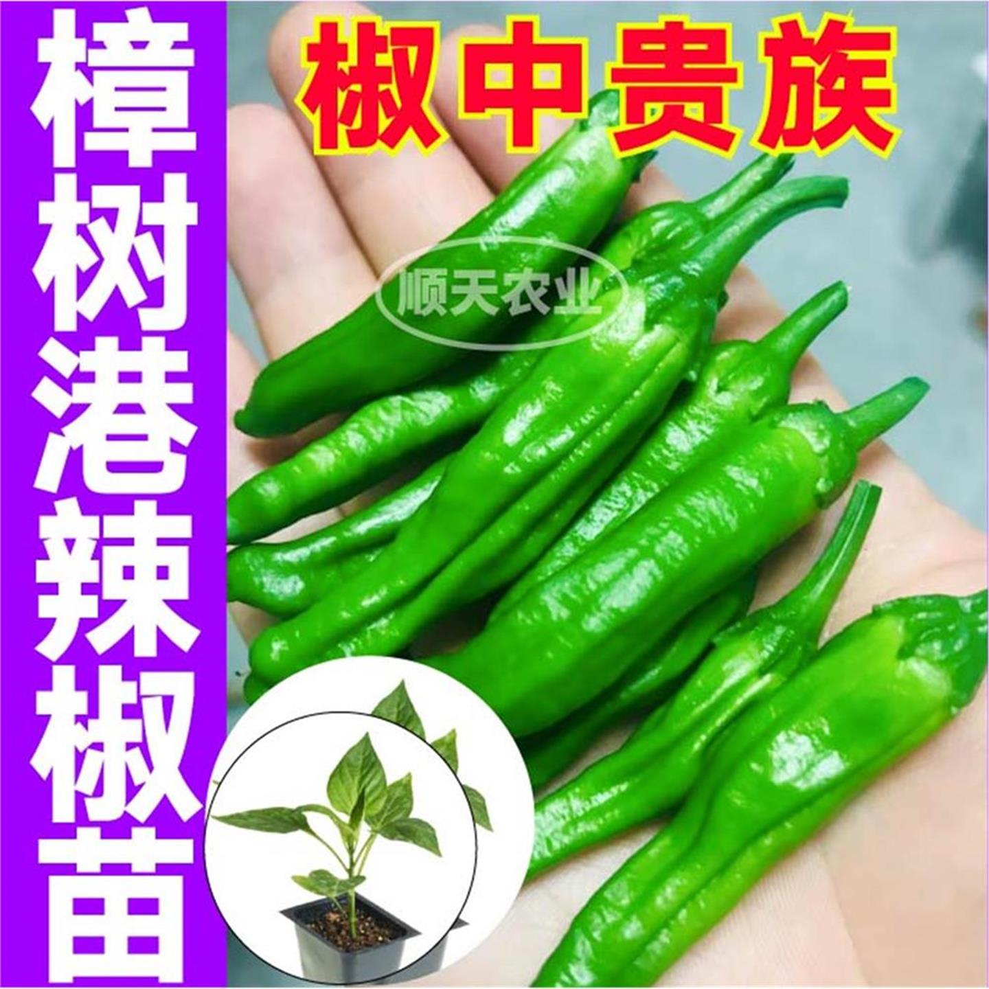 椒中贵族正宗湖南樟树港辣