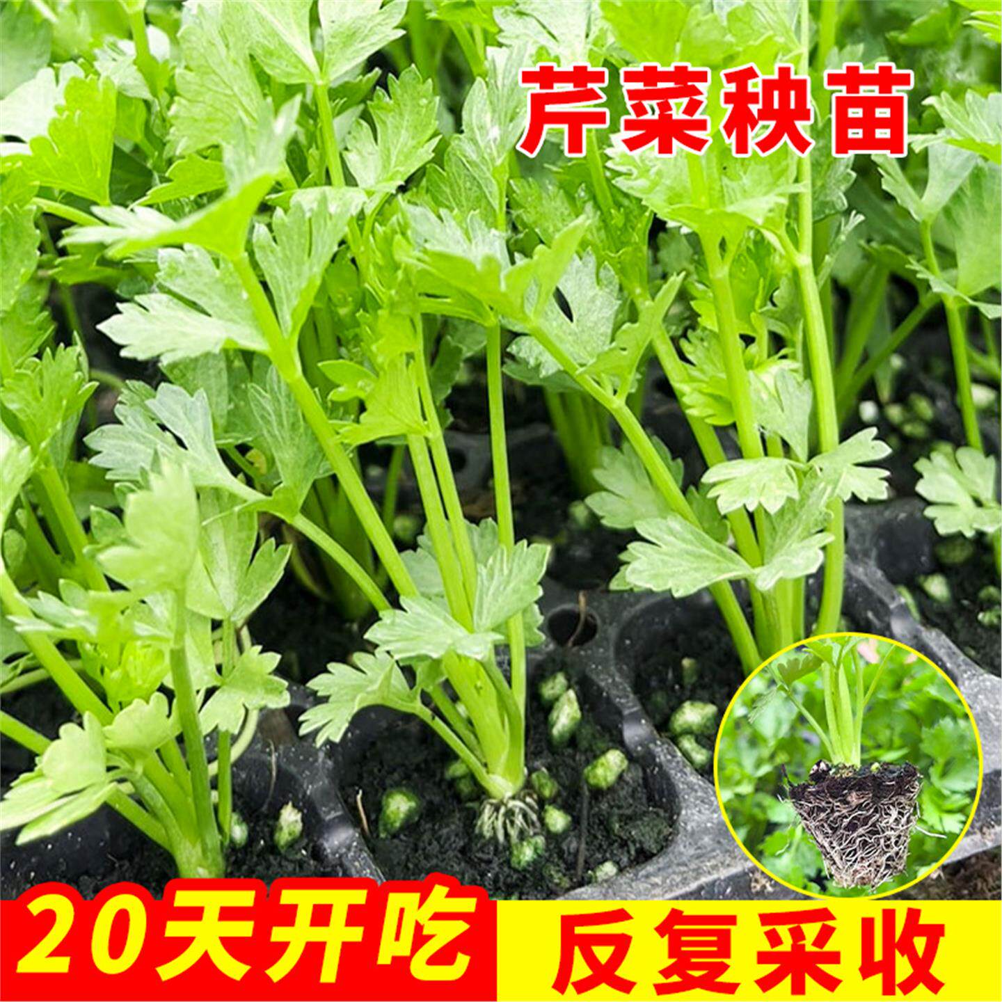 【美农专用】各种芹菜苗西